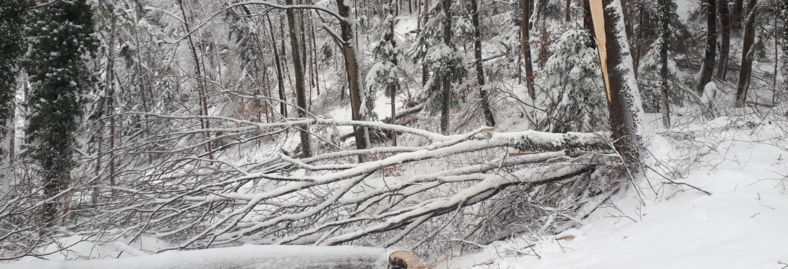Ein durch Schnee umgeknickter Baum in einem Wald in Sevelen